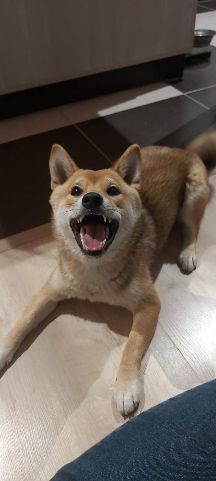 сиба питомник Рубилайт щенки на продажу rubylight  сиба щенки купить