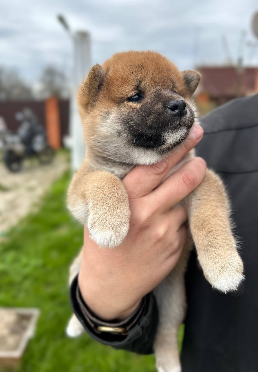 сиба питомник Рубилайт щенки на продажу rubylight  сиба щенки купить СПб Санкт-Петербург