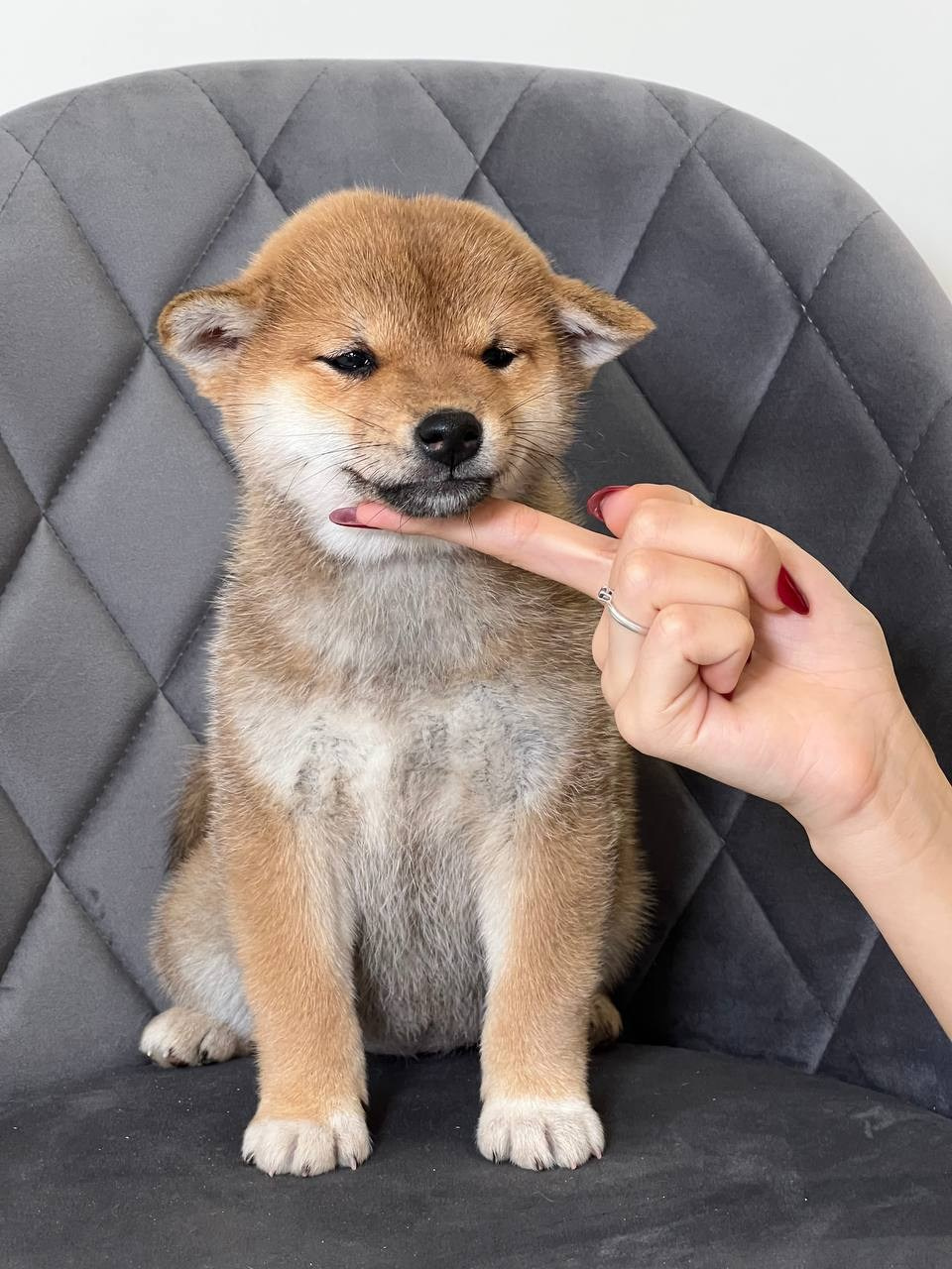 сиба питомник Рубилайт щенки на продажу rubylight  сиба щенки купить СПб Санкт-Петербург 