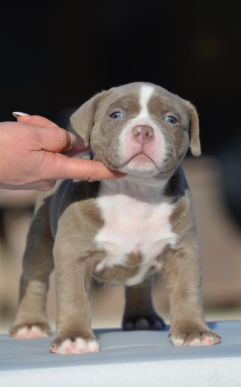 Дети Камелия. ПИТОМНИК СОБАК ПОРОДЫ АМЕРИКАНСКИЙ БУЛЛИ