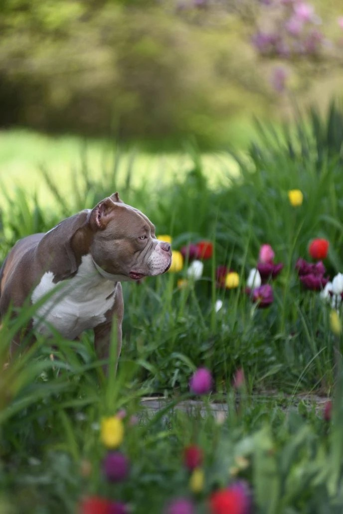 Булли покет кобель Евгур. ПИТОМНИК СОБАК ПОРОДЫ АМЕРИКАНСКИЙ БУЛЛИ