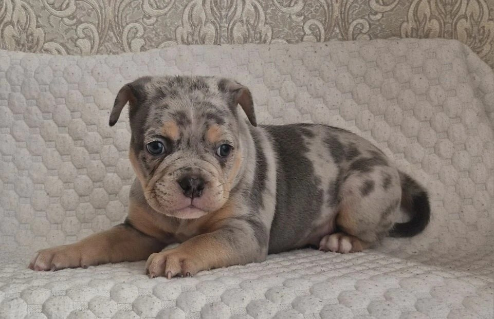 Щенки Американский булли. ПИТОМНИК СОБАК ПОРОДЫ АМЕРИКАНСКИЙ БУЛЛИ