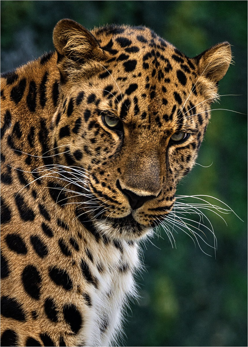ЗООПАРК. Фотограф Владимир Остапенко