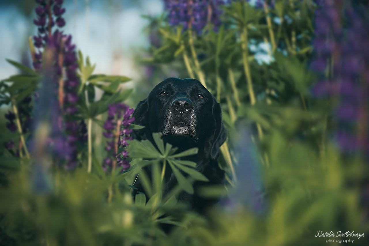 Лабрадоры в люпинах. Фотограф-анималист Наталья Светличная