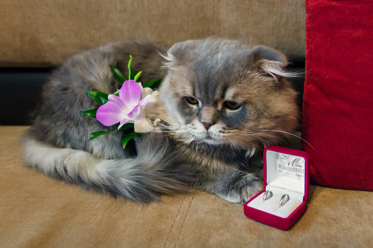 Алексей и Алёна. Алексей Никифоров свадебный и семейный фотограф Москва, Химки