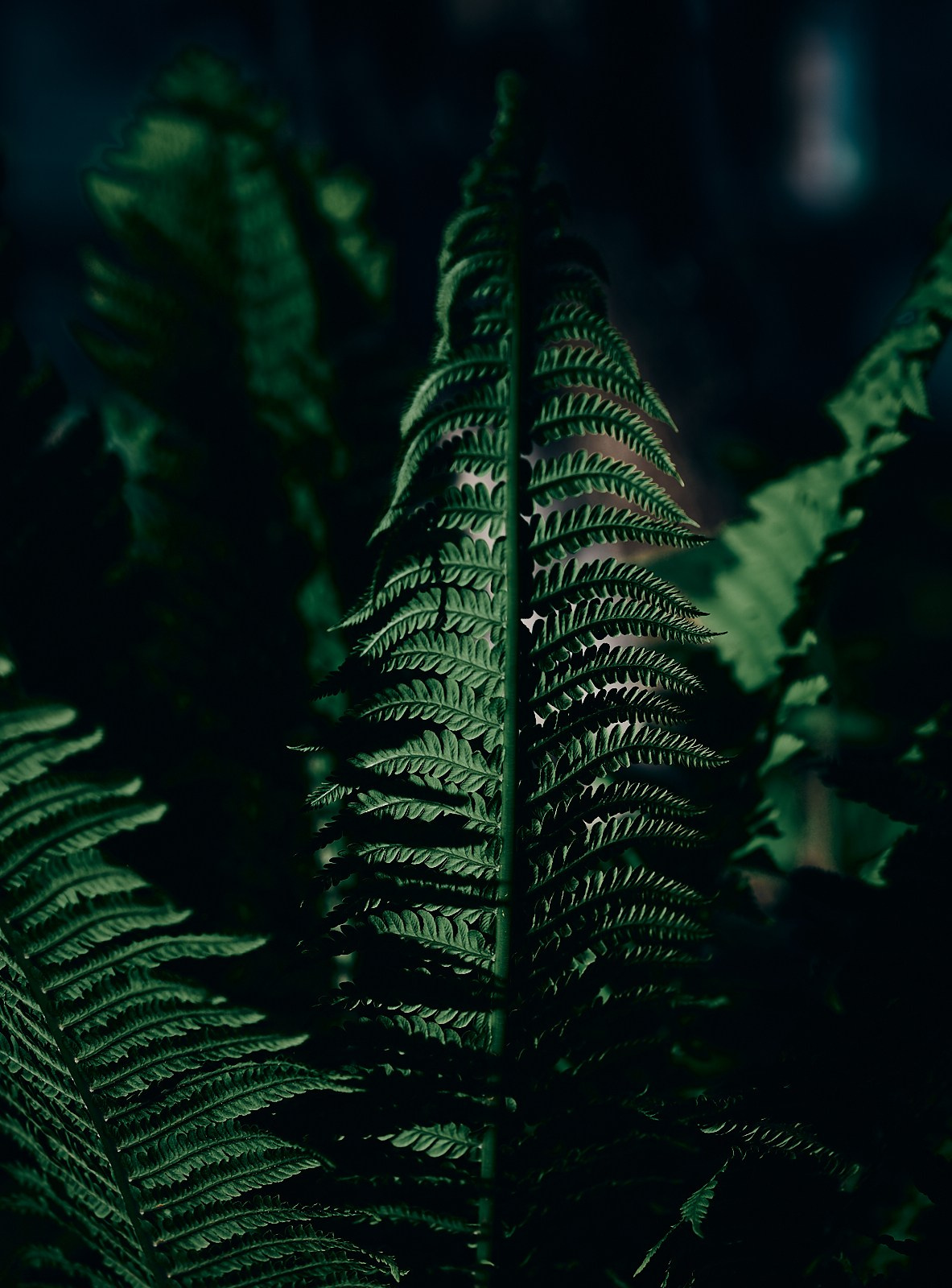 Ботаника. Фотограф Дмитрий Логинов