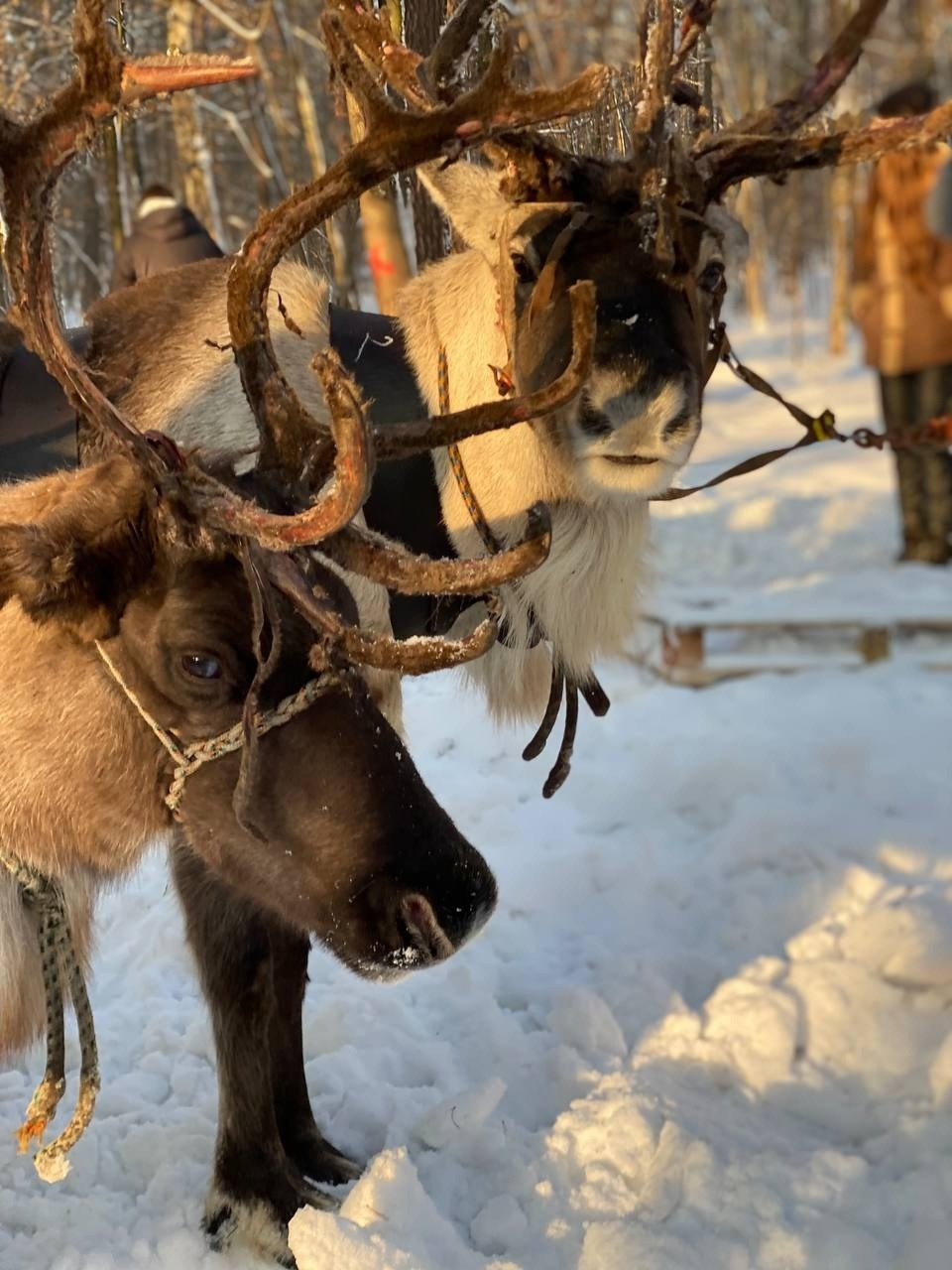 В гости к северным оленям | 02.12.2023. Галерея Фантим