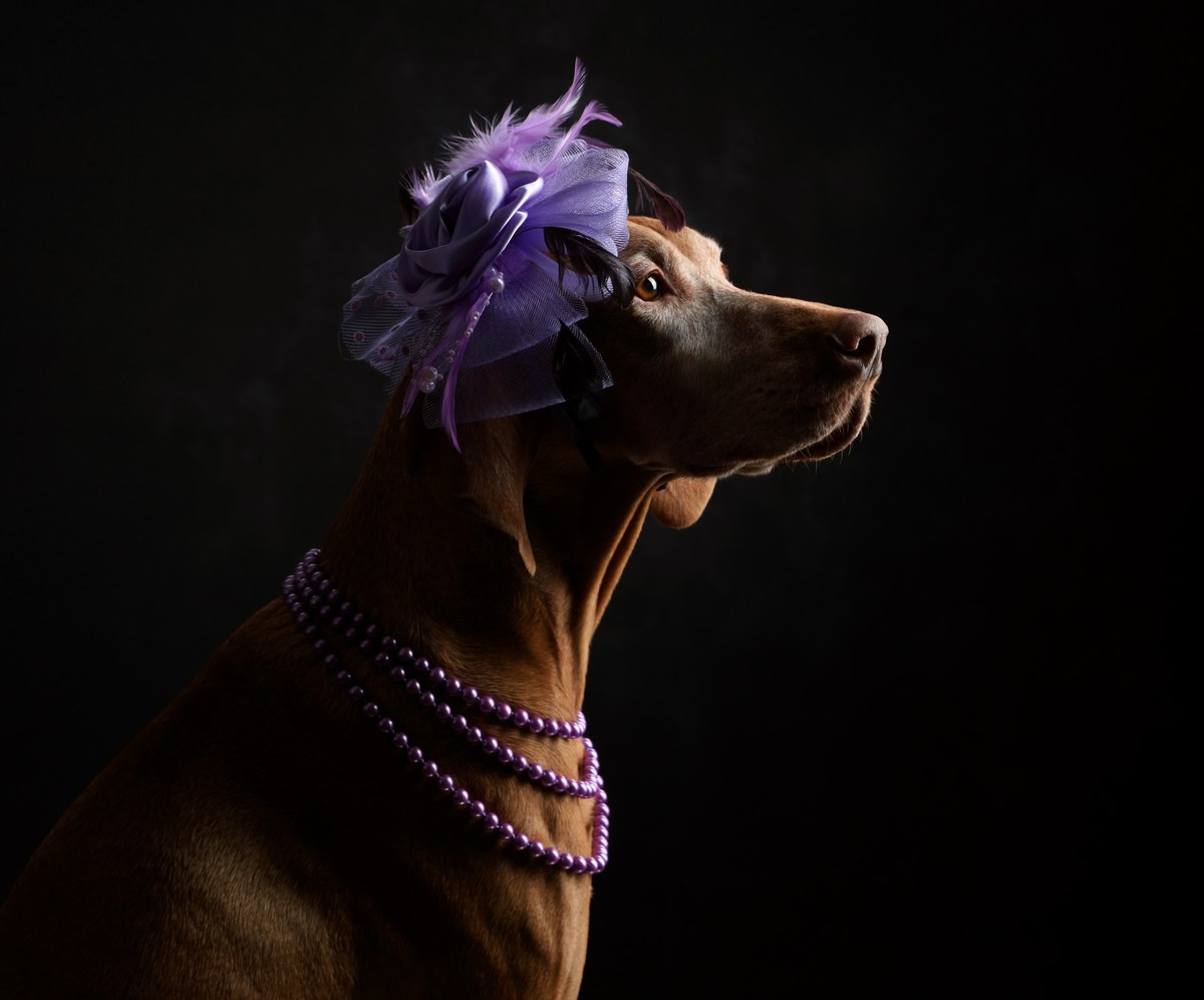 Фотосъемка собак в студии. Профессиональная фотосъемка домашних животных в Санкт-Петербурге. Фото