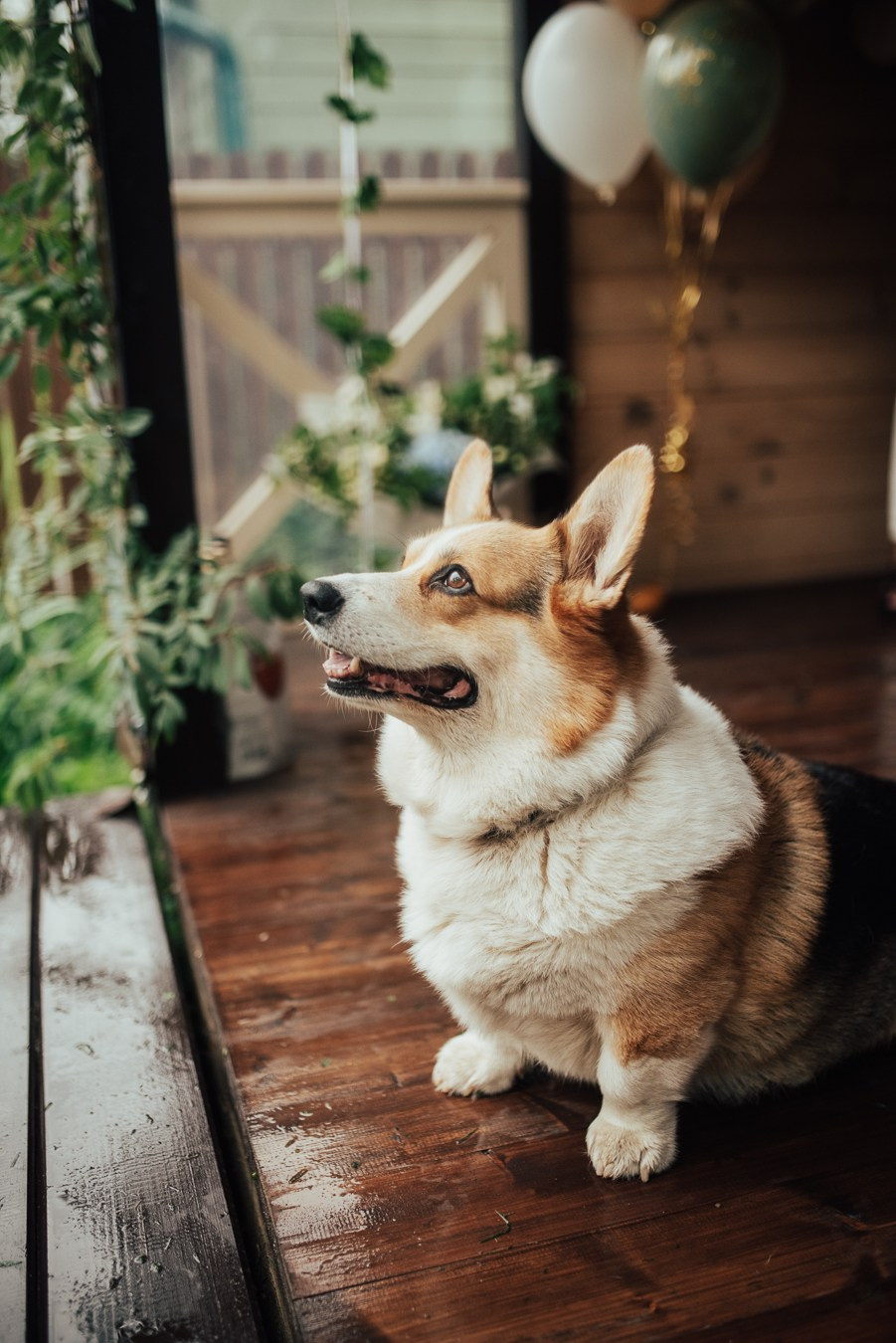 Годик | на даче