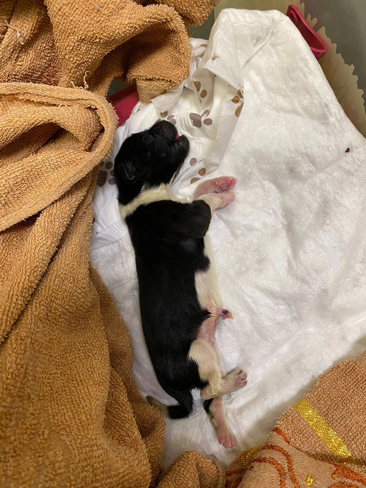 Американская акита  щенки питомник Санкт-Петербург клубные щенки Американская акита питомник RUBYLIGHT Рубилайт купить щенка американской акиты