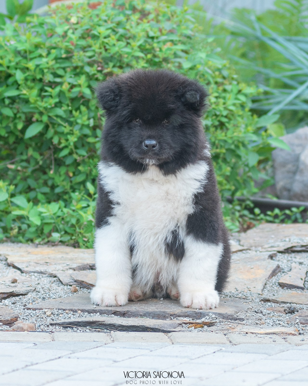 Американские акиты 28.06.2024. Фотограф анималист Благовещенск. Сафонова Виктория