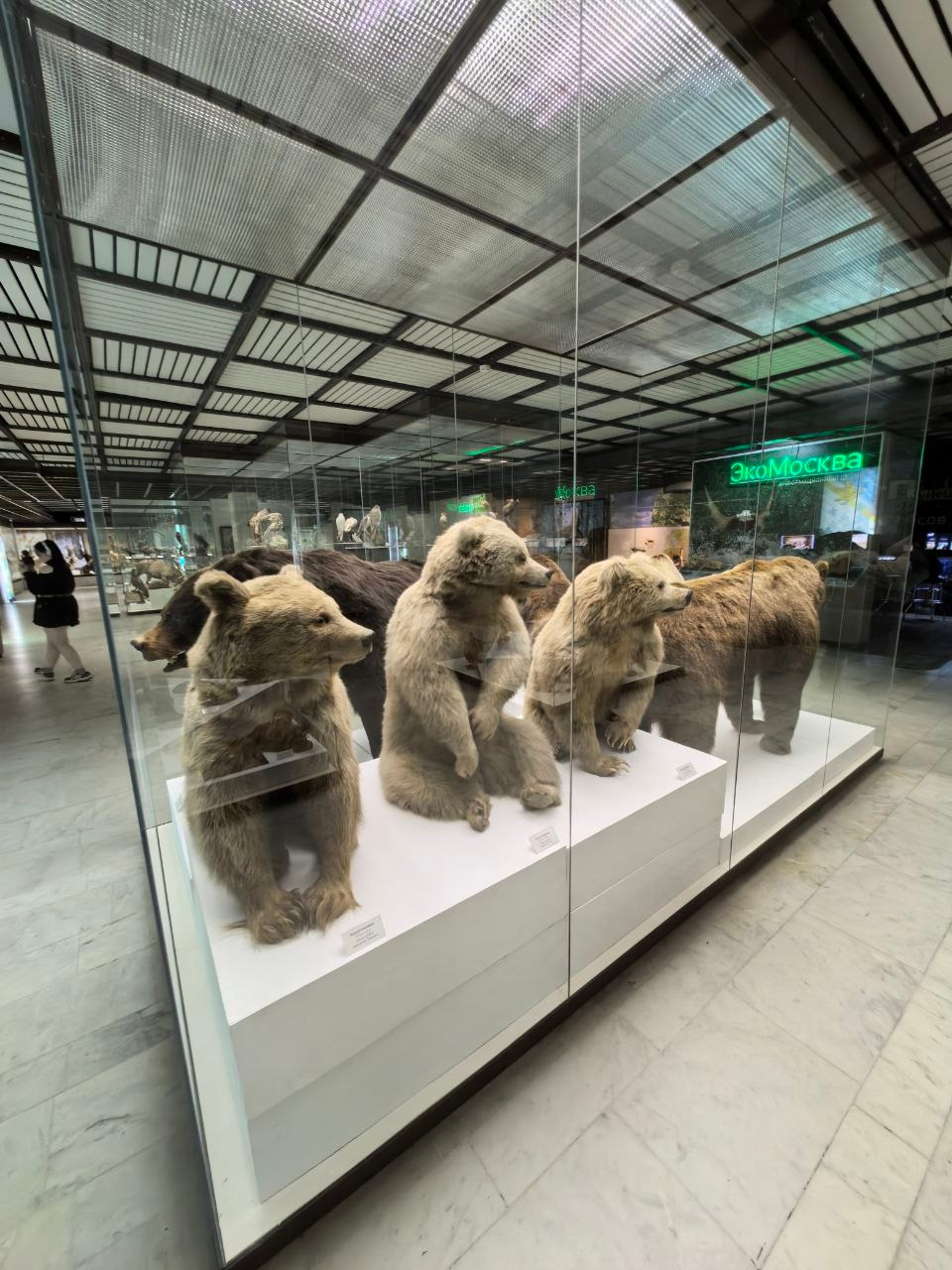 Дарвиновский музей г. Москва экологические приключения. АНО «Центра социальных проектов «Путь в большой мир»