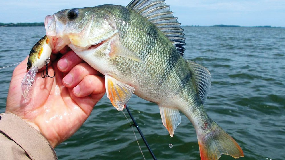 Рыбалка на Балтийском море, рыбалка на Балтике