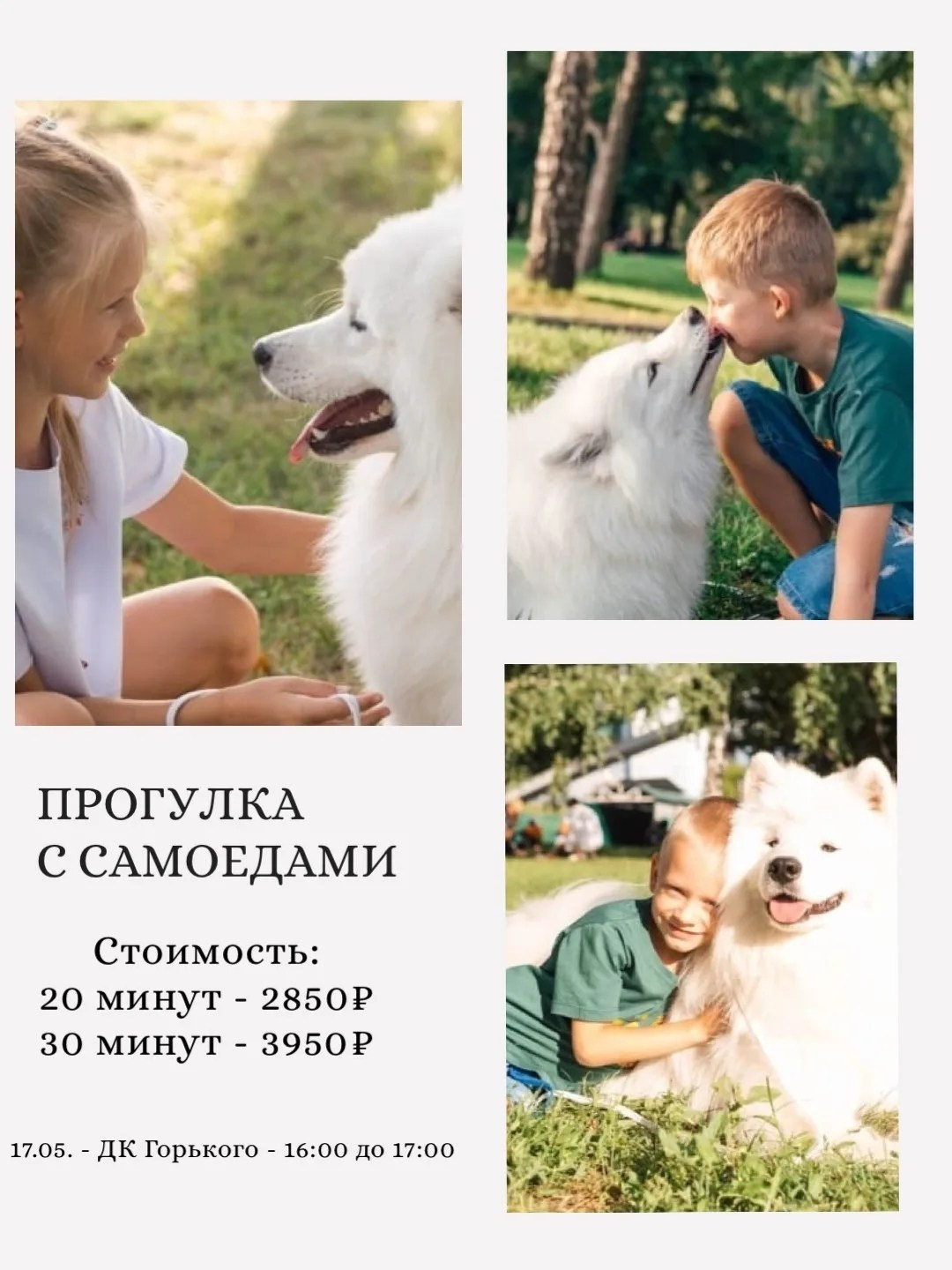 Прогулка с самоедами. Самоед Новосибирск