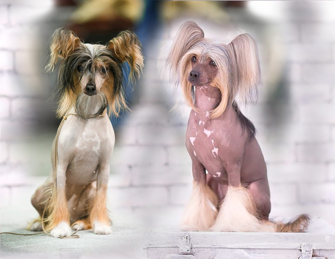 Litter А | 04/10/2016. Chinese Crested Dog Kennel Poale Ell
