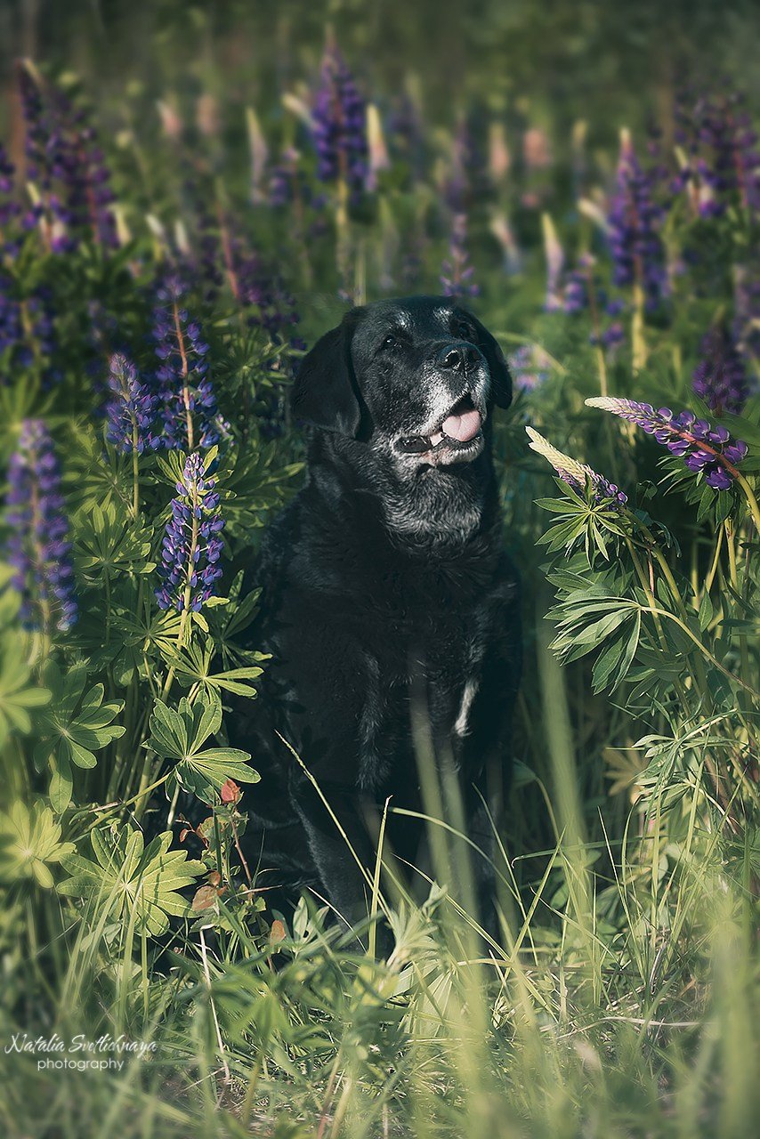 Лабрадоры в люпинах. Фотограф-анималист Наталья Светличная
