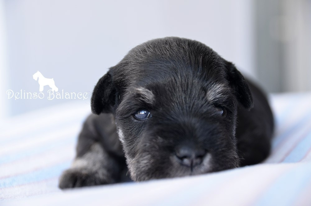 Litter «E». Питомник цвергшнауцеров в Беларуси «Делинсо Бэлэнс»