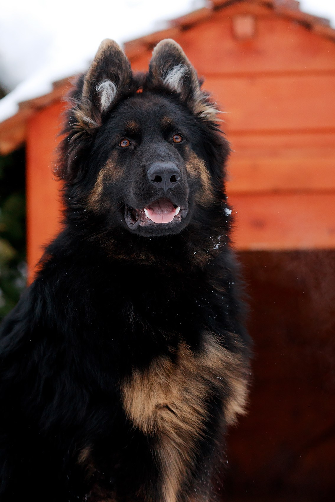 Зимние портреты. Фотограф-анималист Mary Mart — Москва, Питер