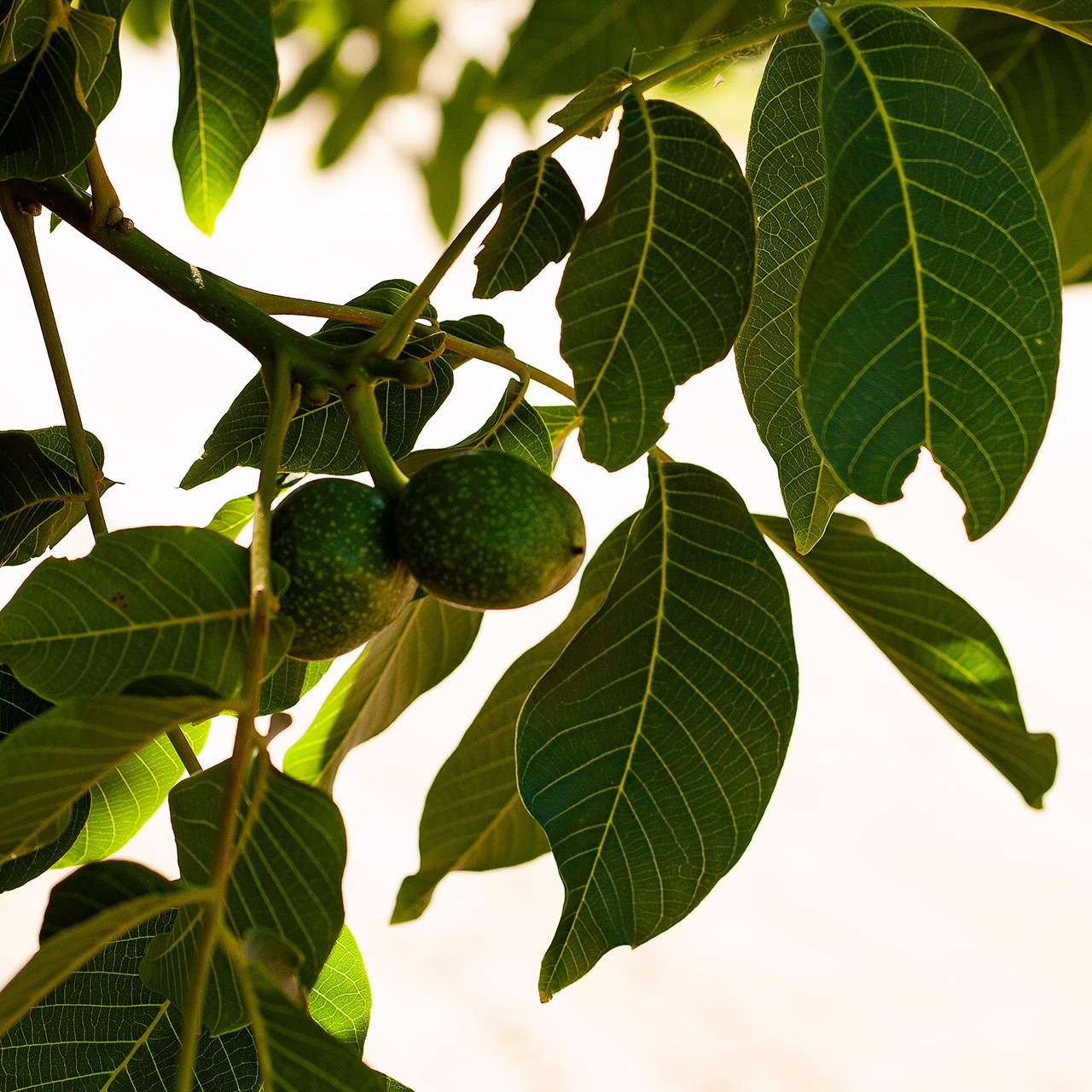 Деревья. Природа севера