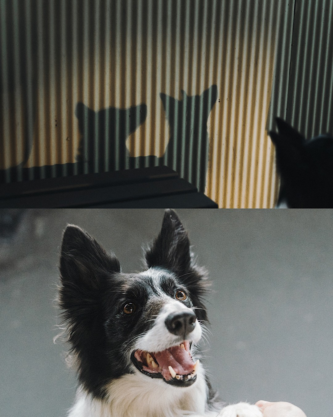 Таня, Марта и Клипса. Фотограф анималист в Москве и Санкт-Петербурге Свиридова Анна