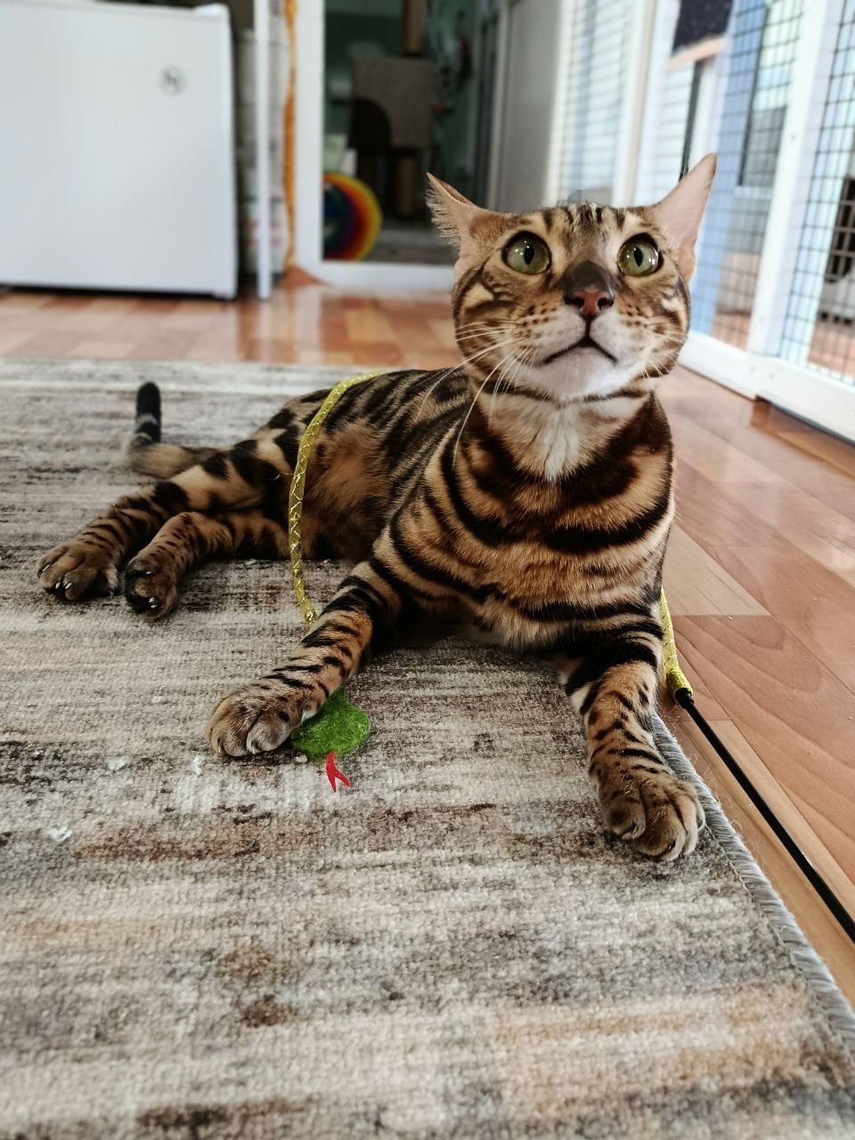 Гостиница для кошек Усики и хвостики, Красноярск