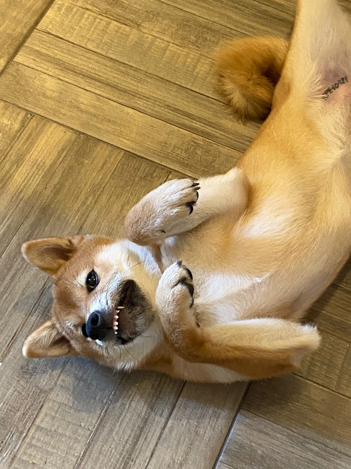 сиба питомник Рубилайт щенки на продажу rubylight  сиба щенки купить