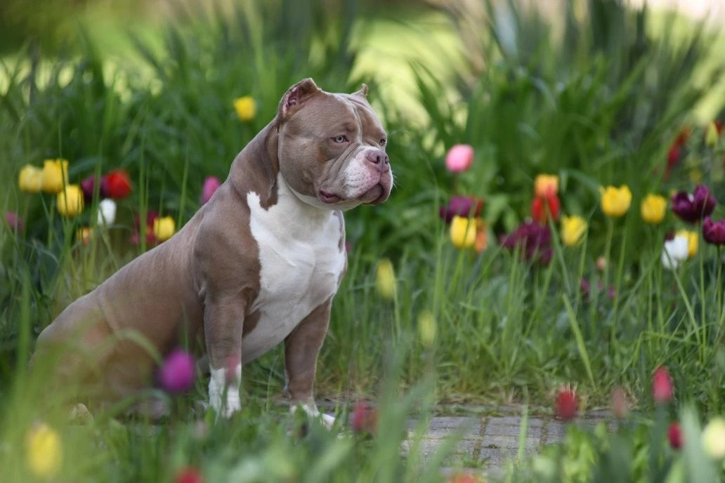 Булли покет кобель Евгур. ПИТОМНИК СОБАК ПОРОДЫ АМЕРИКАНСКИЙ БУЛЛИ