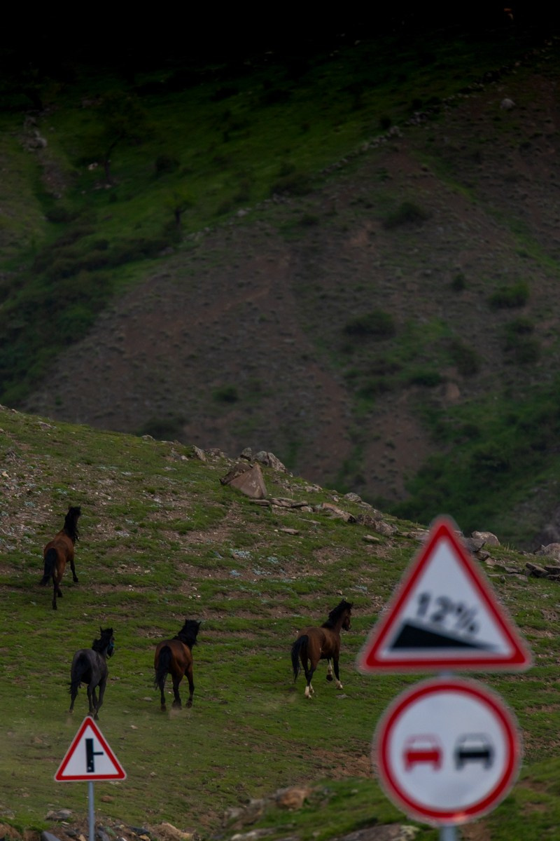 Животные. Photomantis