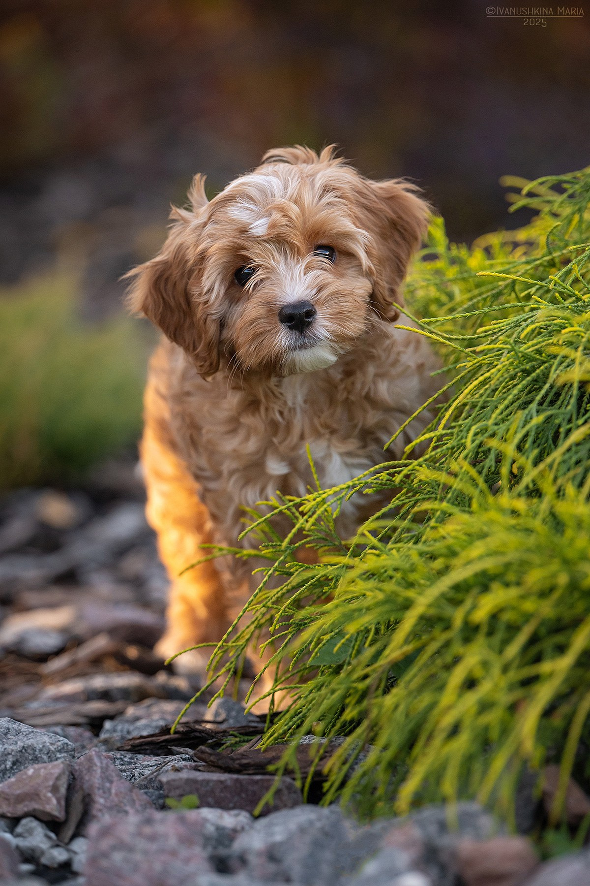 Фотосессия щенков на продажу. Фотограф собак в Москве и Московской области Иванушкина Мария
