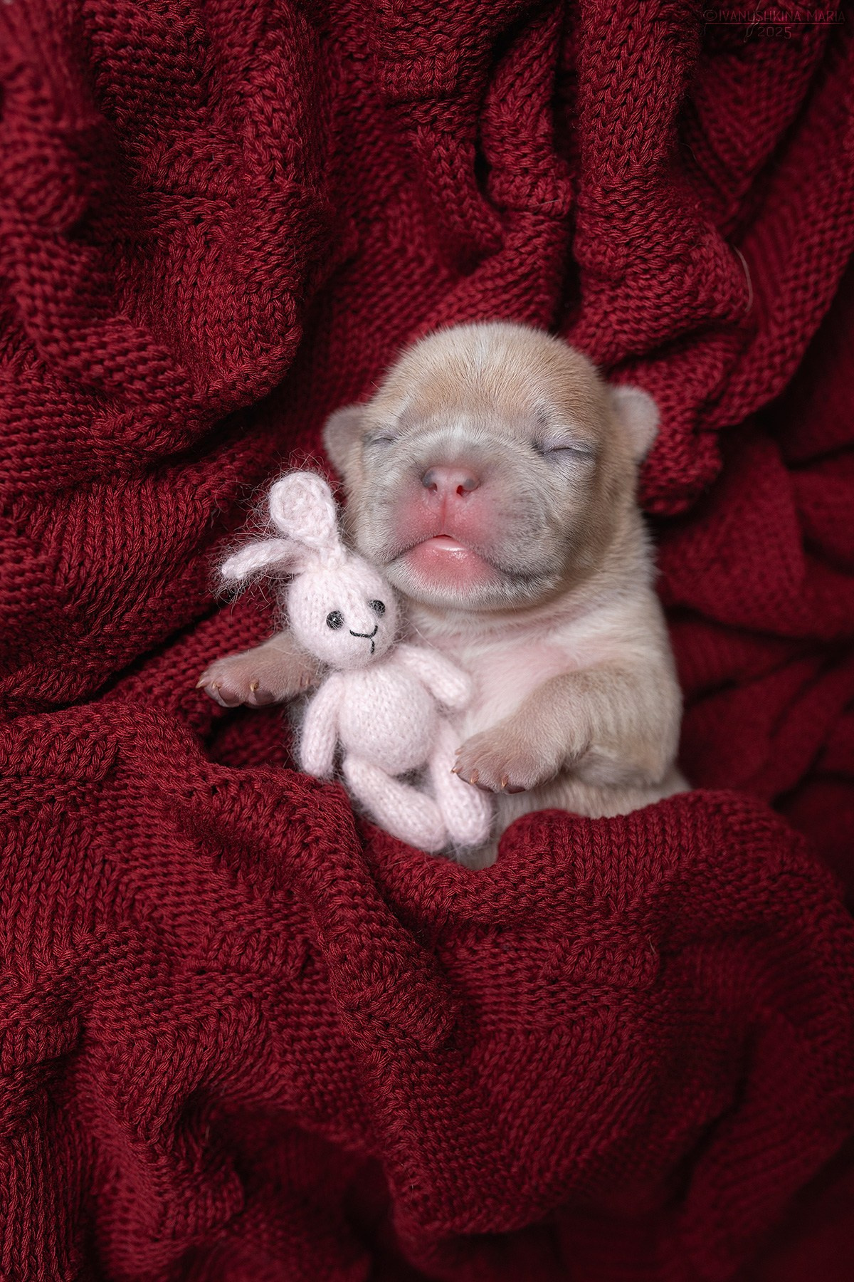 Ньюборн фотосессия щенков. Фотограф собак в Москве и Московской области Иванушкина Мария