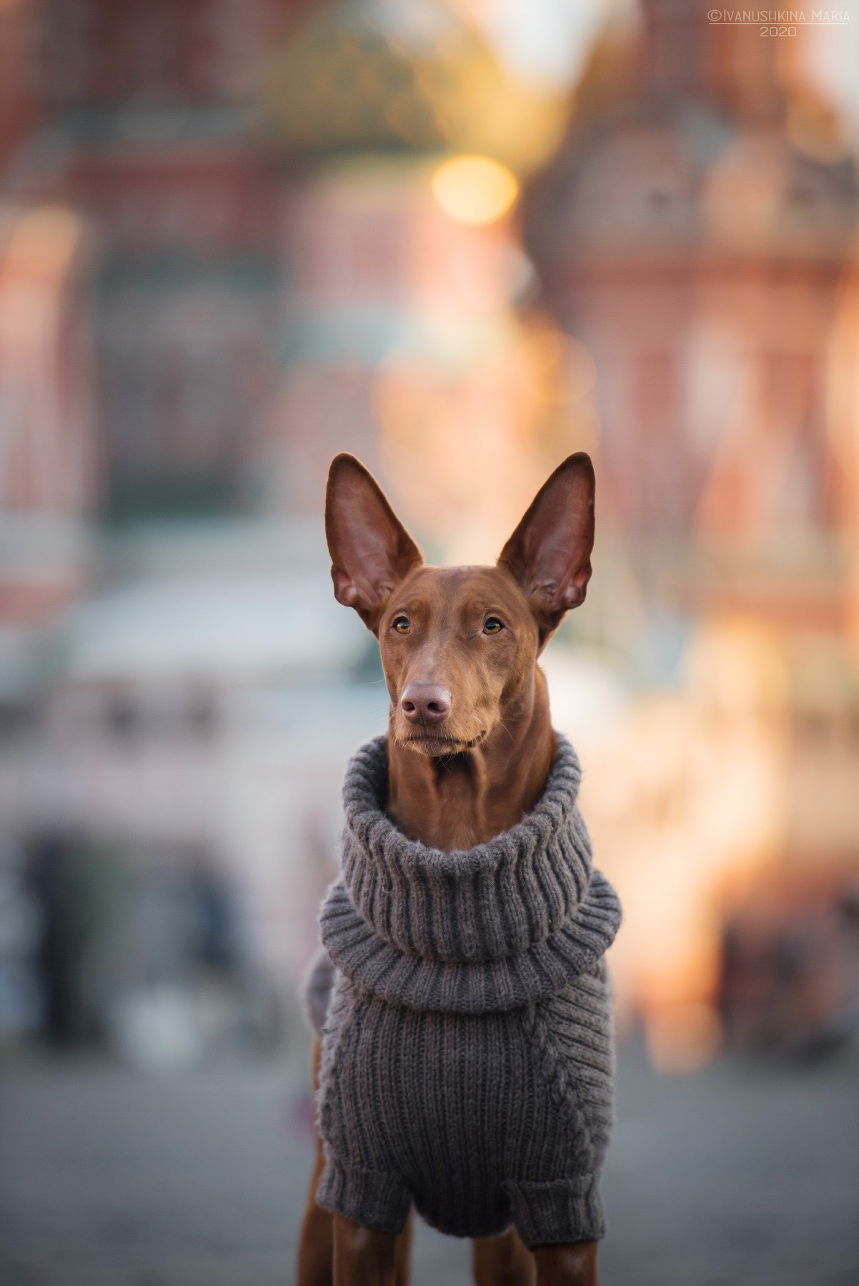 Фотограф-анималист. Фотограф собак в Москве и Московской области Иванушкина Мария
