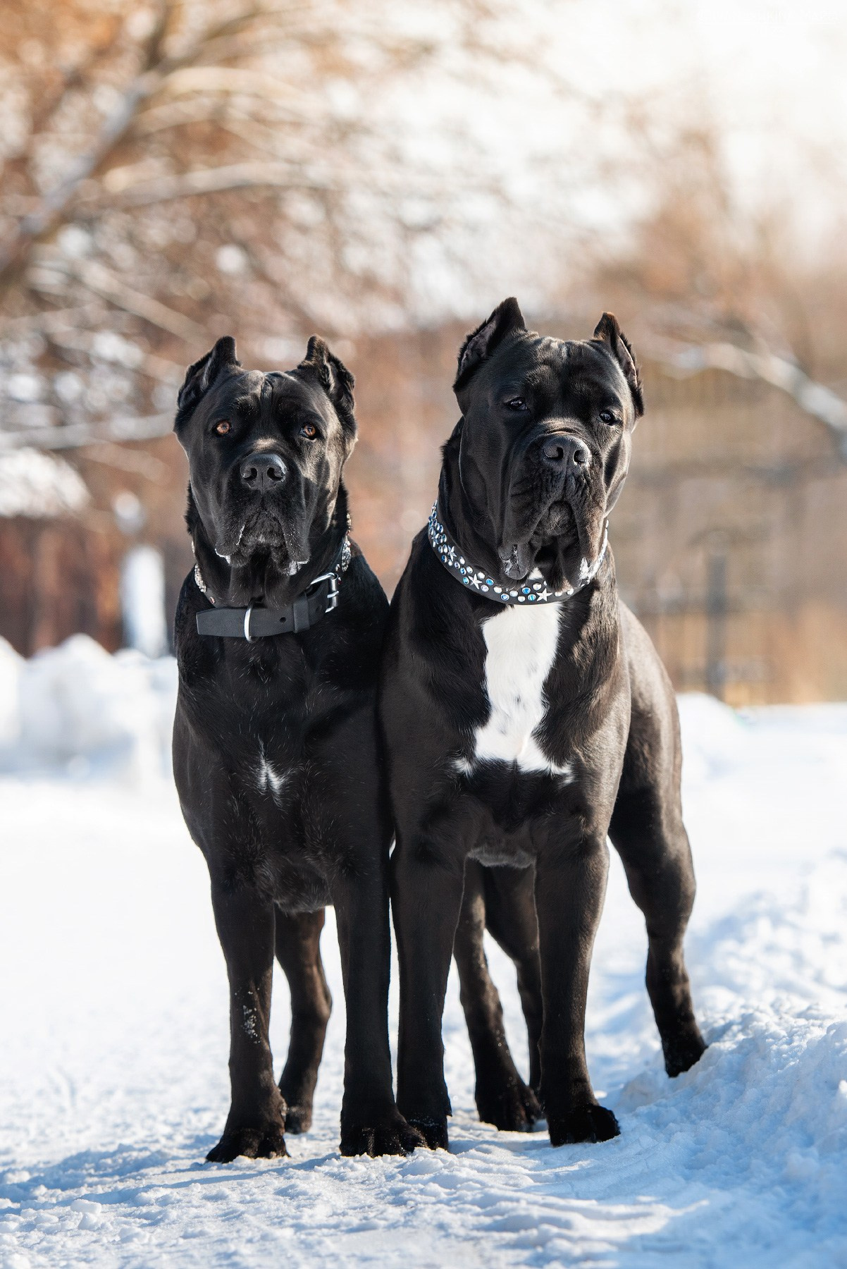 кане корсо черные