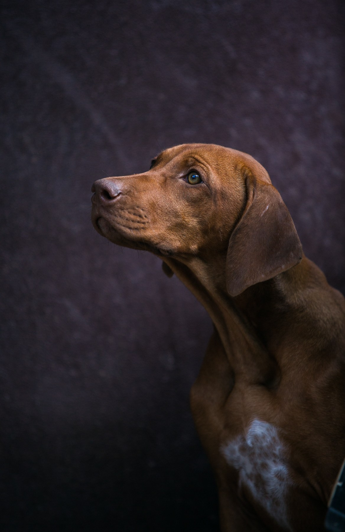 Щенки. Семейный и детский фотограф в Москве Мария Быкова