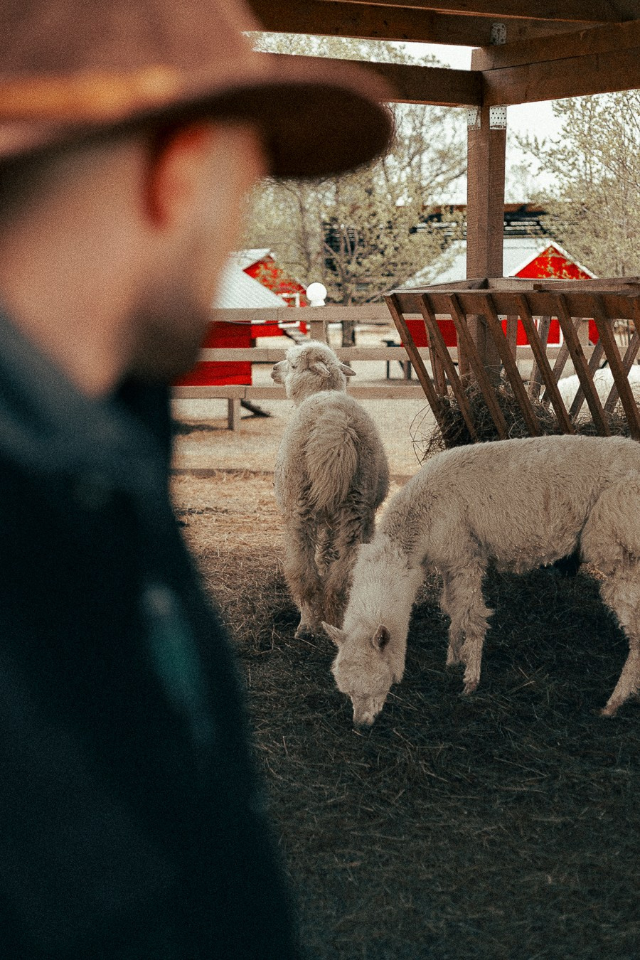 Ферма Альпак Владивосток. Oskar Dallas — professional photographer in Moscow