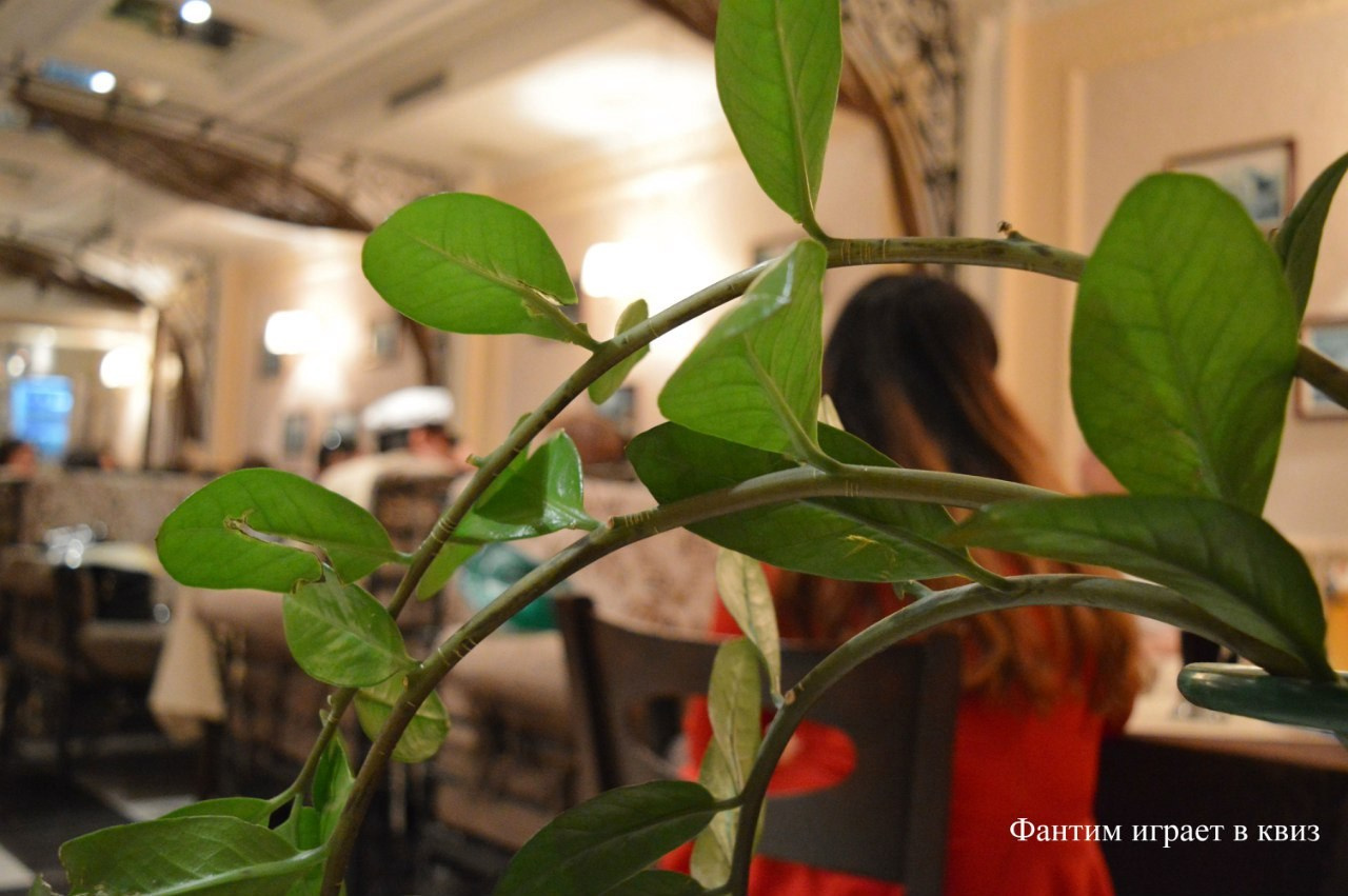 Шестая игра в Квиз | 27.05.2016. Галерея Фантим