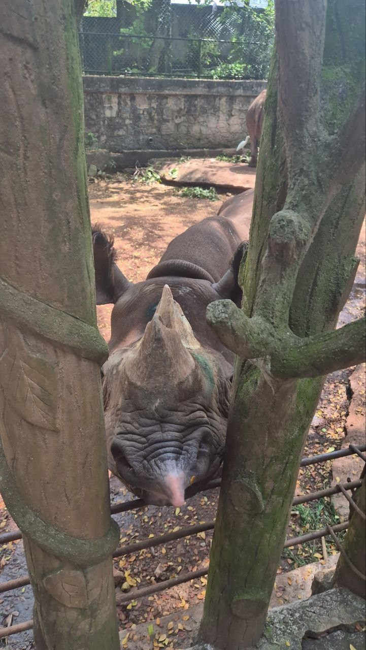 Шри-Ланка | 31.01 — 10.02.2025. Галерея Фантим