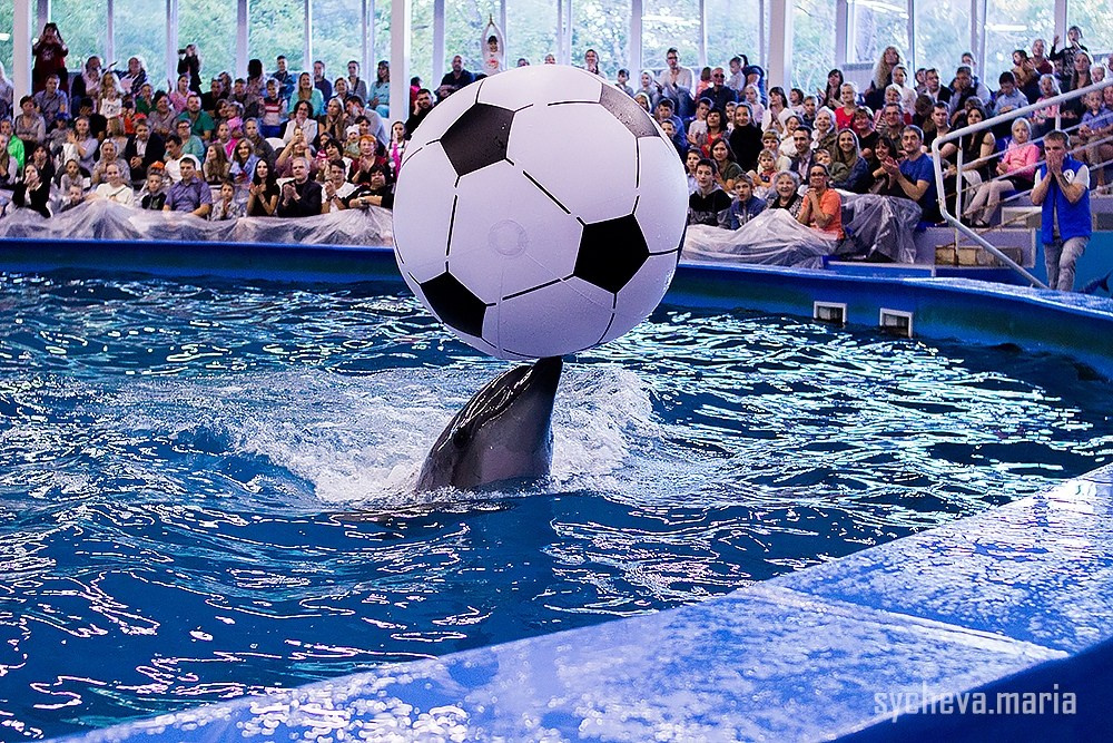 Дельфинарий. Детский и семейный фотограф, фотограф мероприятий Нижний Новгород