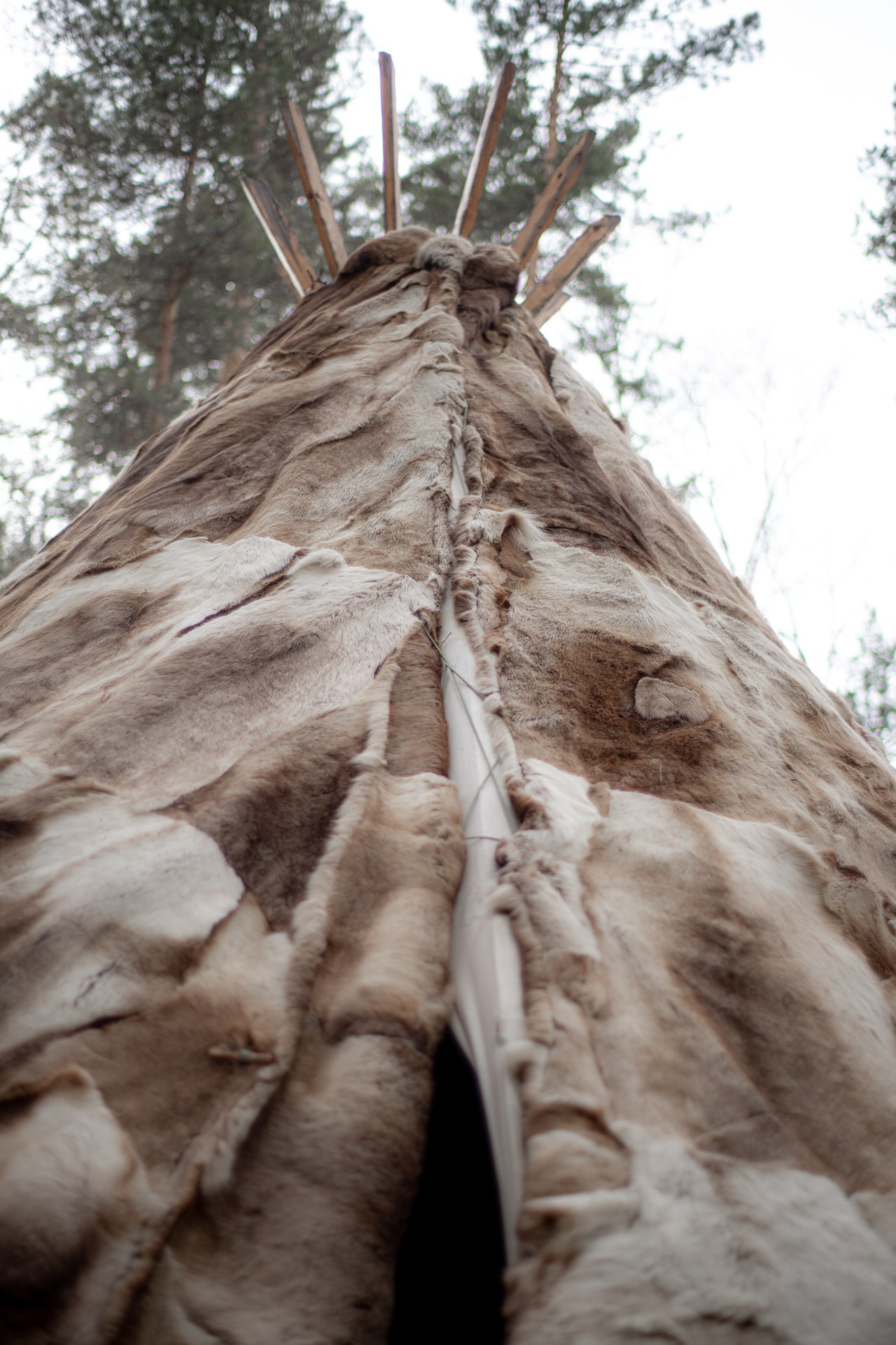 Аристократка Севера. Фотограф в Красноярске Нерозя Александр. Пейзаж, природа, портрет