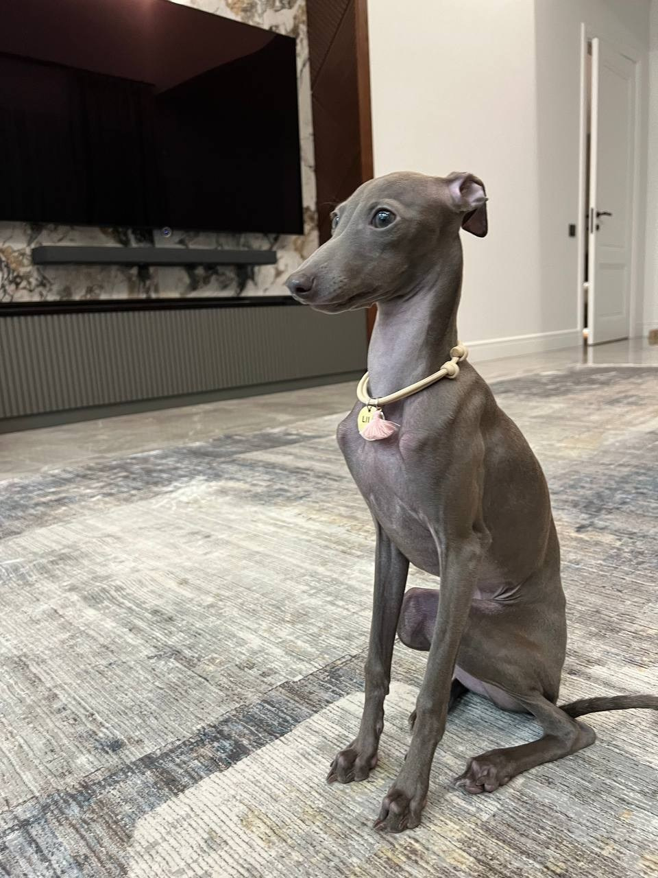 Всегда вместе. Профессиональный питомник левреток РКФ/FCI ASTI SAPPHIRE 💎 Сочи|Санкт-Петербург