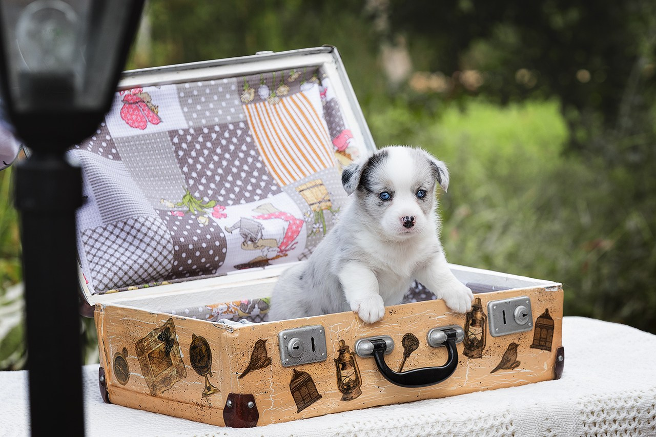 СЪЁМКА ЩЕНКОВ. Фотограф — анималист в Туле Юлия Лето