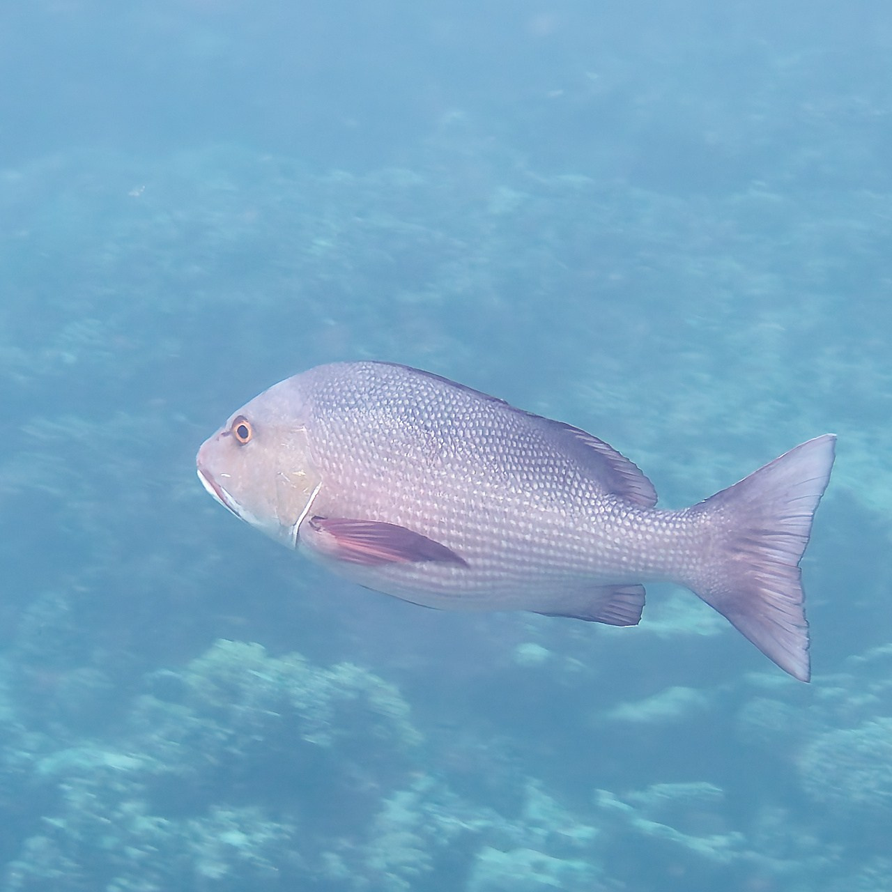 Мне посмотреть. Рыбов показываю