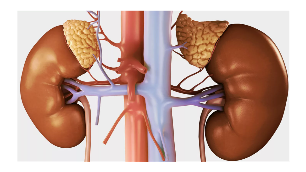 Готовые курсы приема продукции компании Сово-Сова. Сово-Сово — Омоложение и оздоровление!