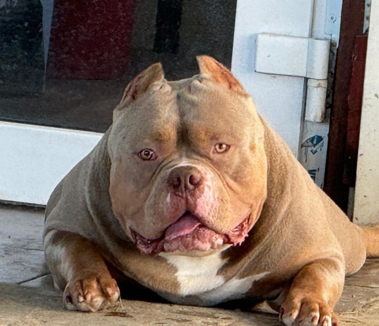 мощный булли в лиловом окрасе