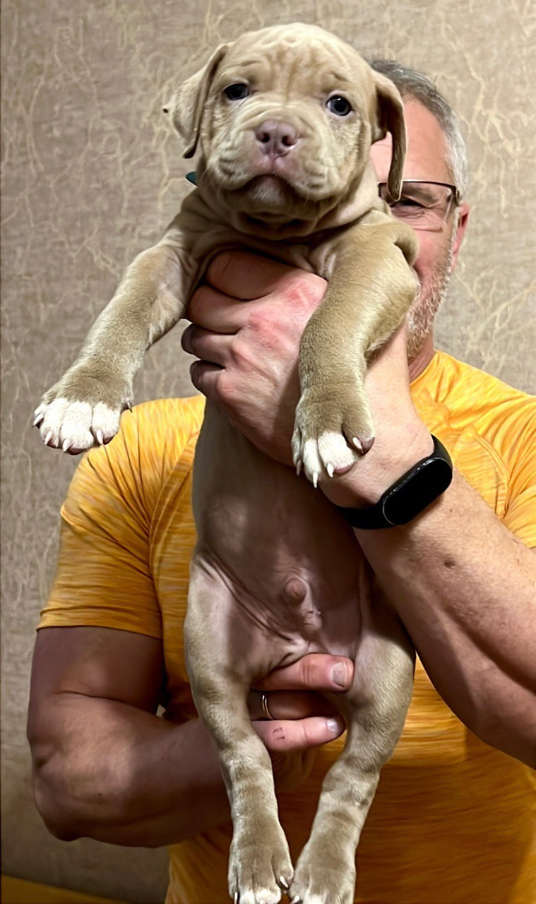 Hunter&Queenie, 10.09.25. Американские булли XL в г. Калининград. Питомник Great Bully UNIVERSE