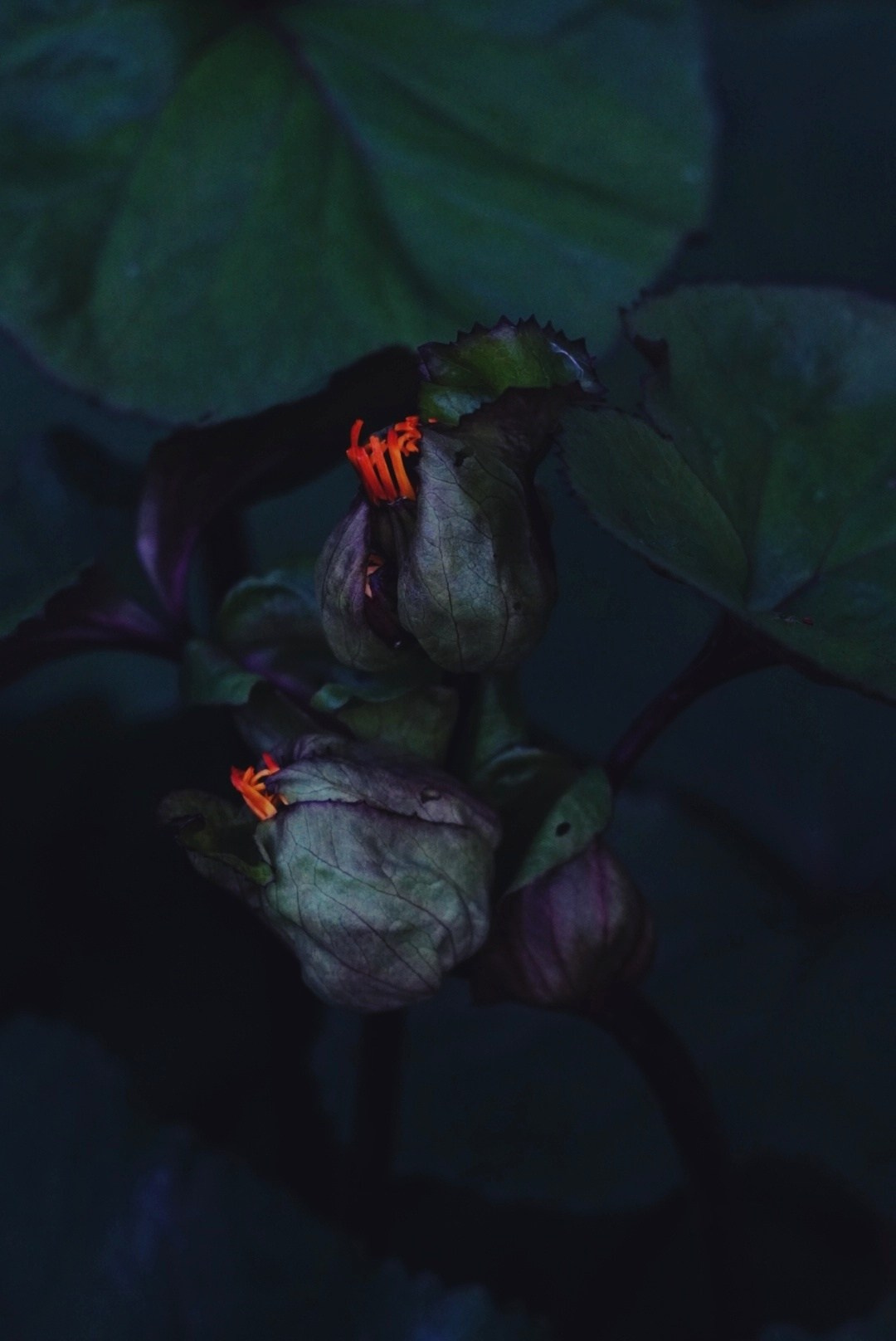 Природа. Настасья Проценко. Фотограф