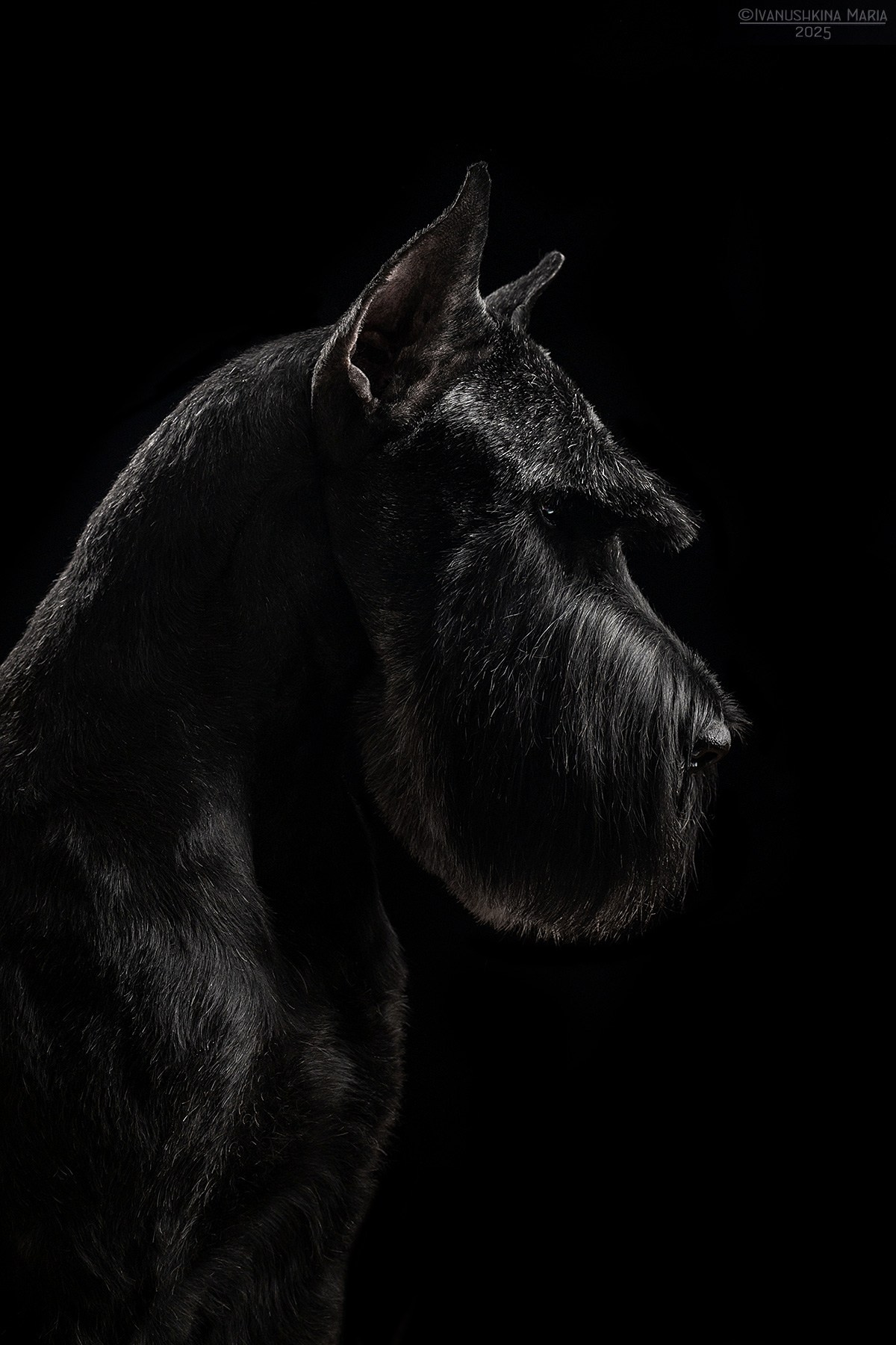 Фотосессия собаки в студии. Фотограф собак в Москве и Московской области Иванушкина Мария