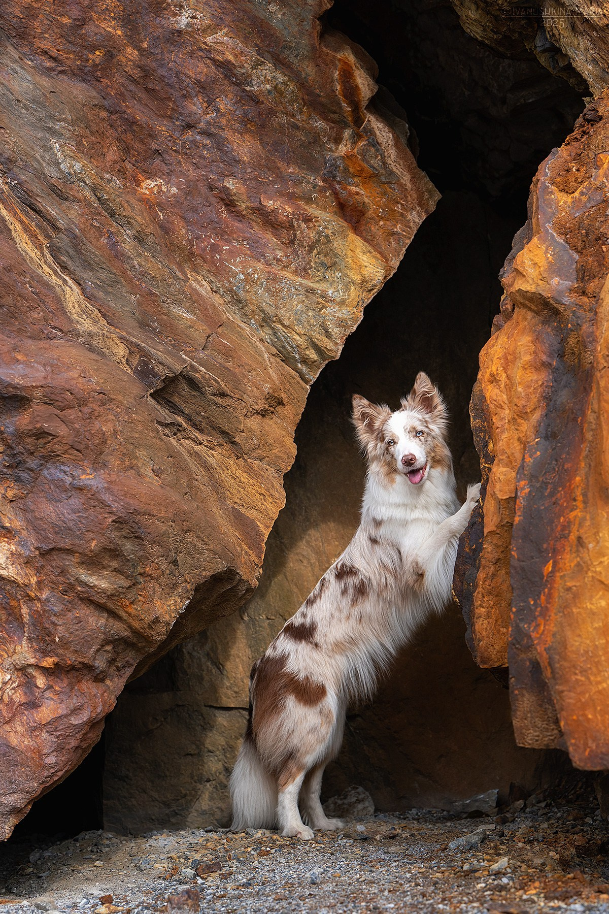 Фотограф-анималист. Фотограф собак в Москве и Московской области Иванушкина Мария