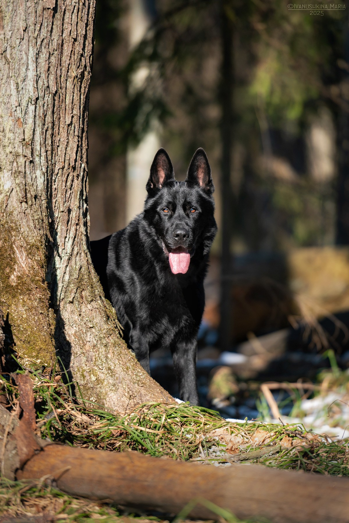 черная немецкая овчарка
