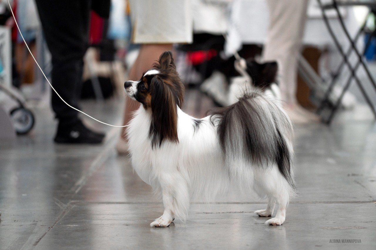 Собаки. FASHION ФОТОГРАФ КАЗАНЬ