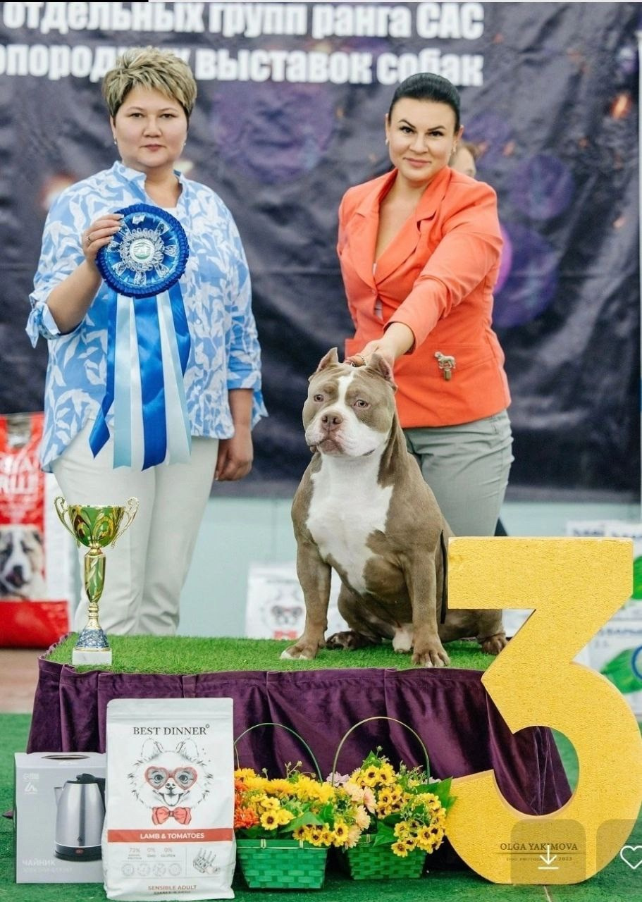 первое место на выставке американский булли 